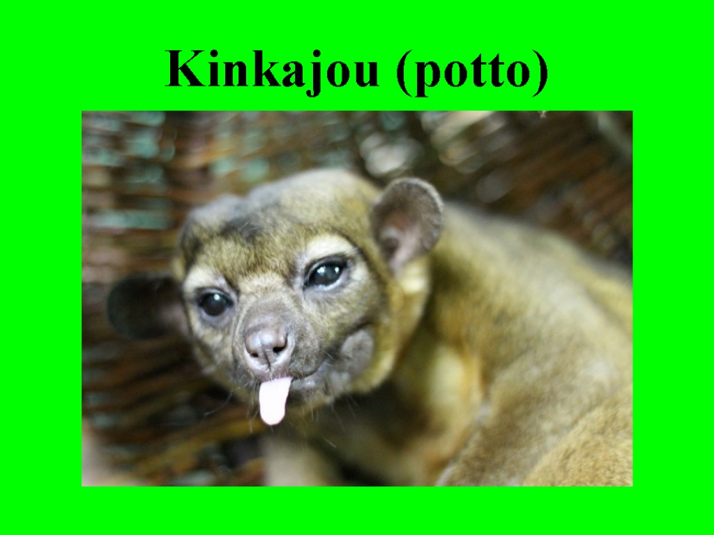 Kinkajou (potto)